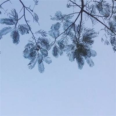 猪城物语手游下载
